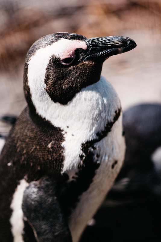 Bettys Bay African Penguin Close Up