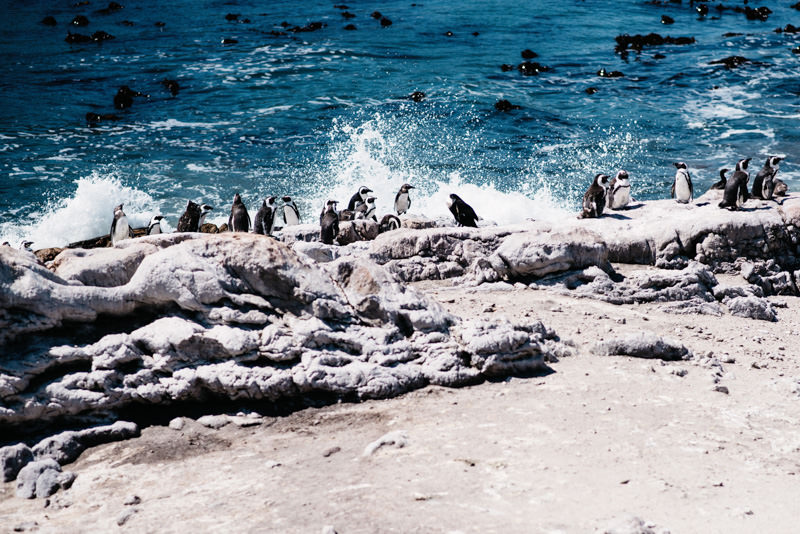 Bettys Bay Penguins with sea two